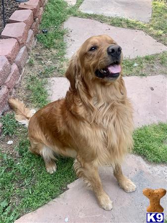 Golden Retriever stud dog